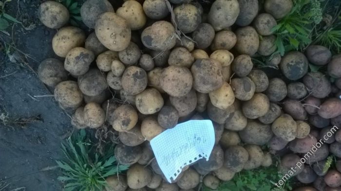 Mga tuber ng uri ng Golubizna
