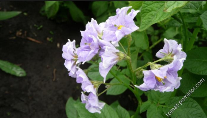Mga bulaklak ng uri ng Golubizna