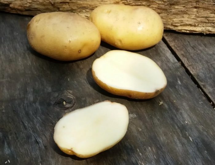 Hiniwang tubers ng uri ng Lorkh