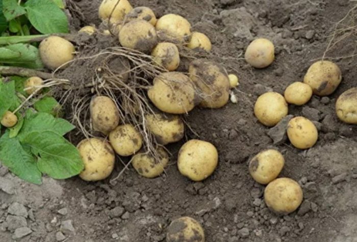 Isang palumpong na may patatas na uri ng Lorkh