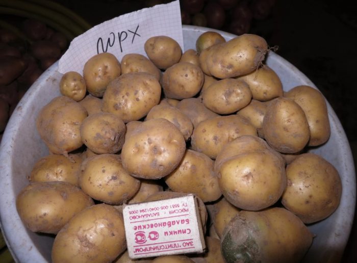 Materyal ng binhi