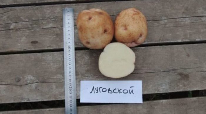 Iba't ibang Lugovskoy sa seksyon