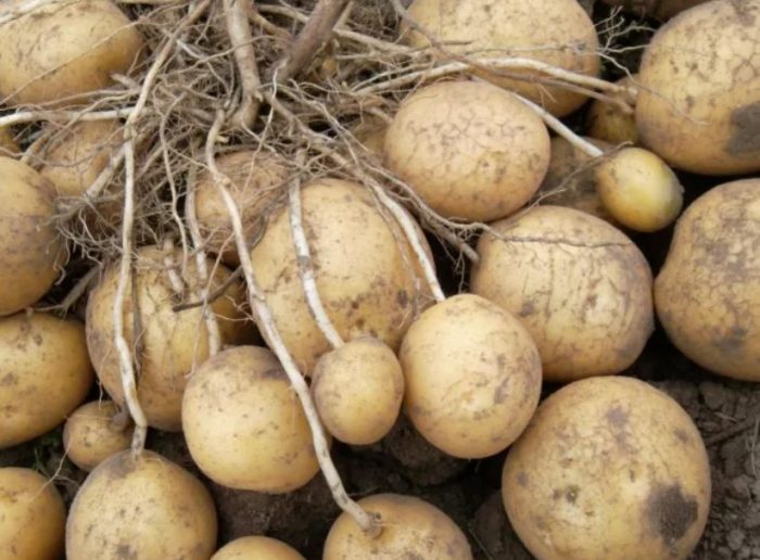Mga tuber ng uri ng Lugovskoy sa isang palumpong