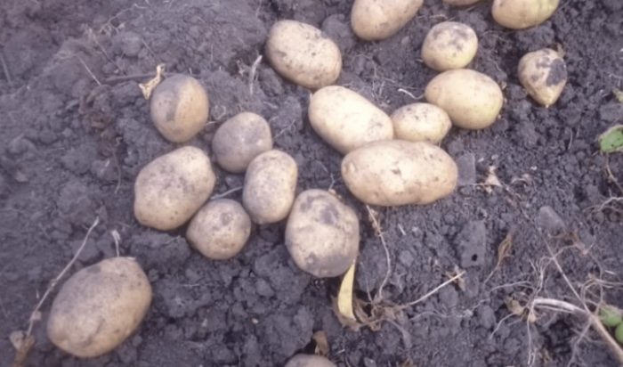 Mga tuber ng uri ng Lugovskoy mula sa isang palumpong