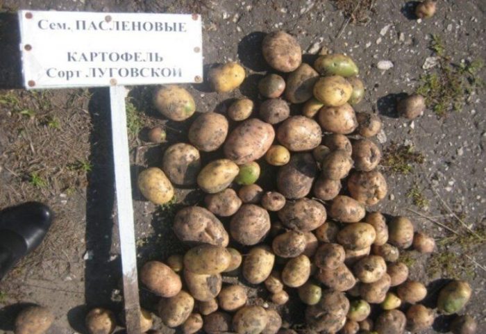 Materyales ng binhi ng uri ng patatas na Lugovskoy