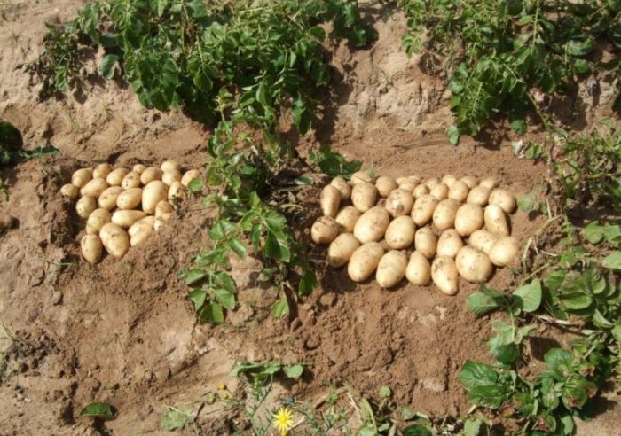 Ang ani ng uri ng patatas na Lugovskoy