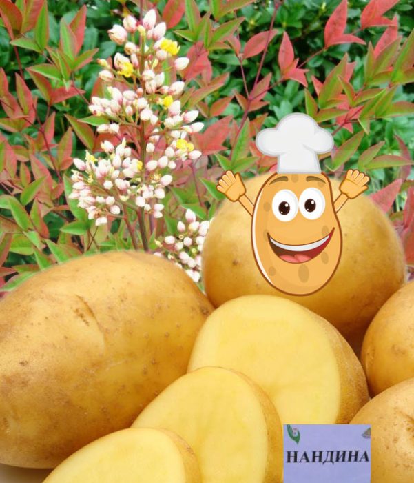 Mga palumpong ng Nandina at ang uri ng patatas na Nandina