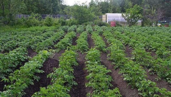 Mga palumpong ng iba't ibang uri ng patatas na Nandina