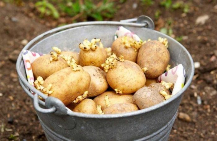 Mga usbong sa patatas