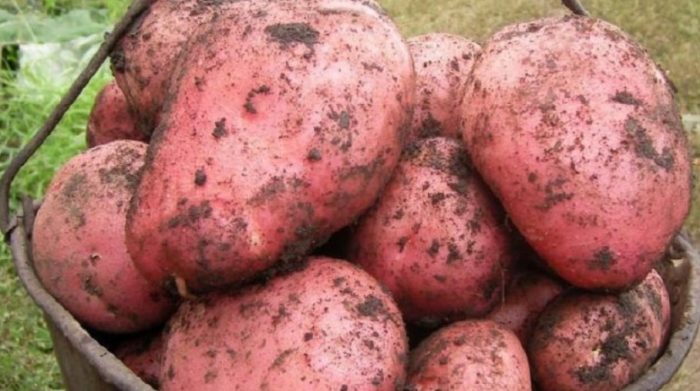 Malalaking tubers ng uri ng Red Sonya
