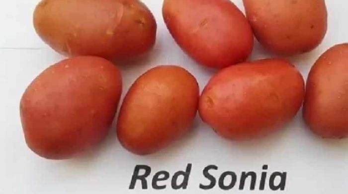 Pulang Patatas ni Sonya