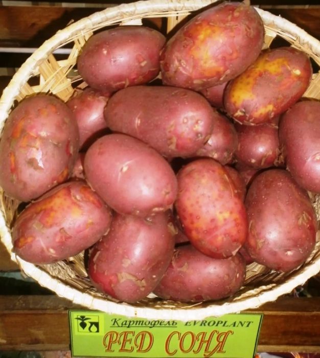 Pulang uri ng Sonya sa isang basket
