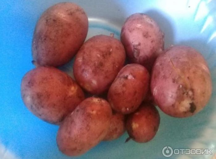 Pulang uri ng patatas na Sonya