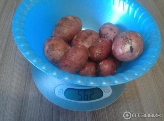 Pagtimbang ng mga pulang tubo ng patatas na Sonya