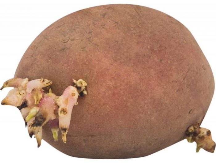 Patatas na may mga usbong