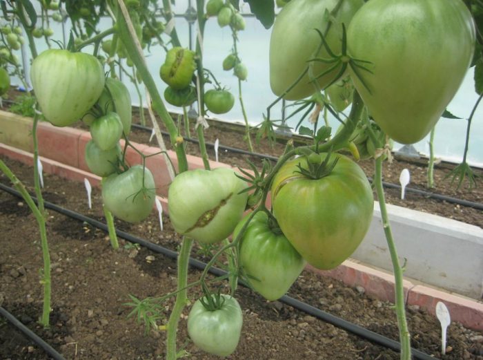 Bushes na may mga varieties ng kamatis Velmozha
