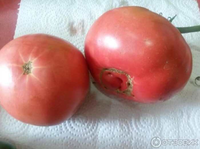 Pulang kamatis sa mesa