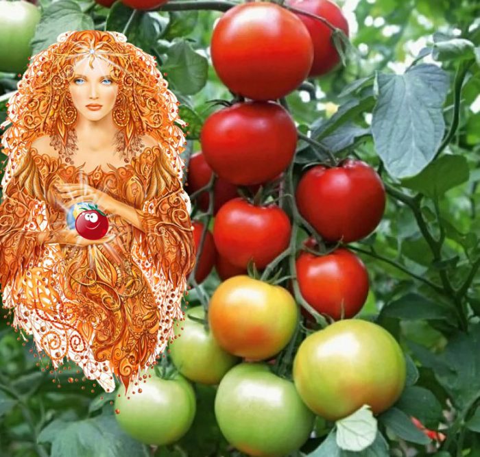 Hybrid na uri ng kamatis na Aphrodite