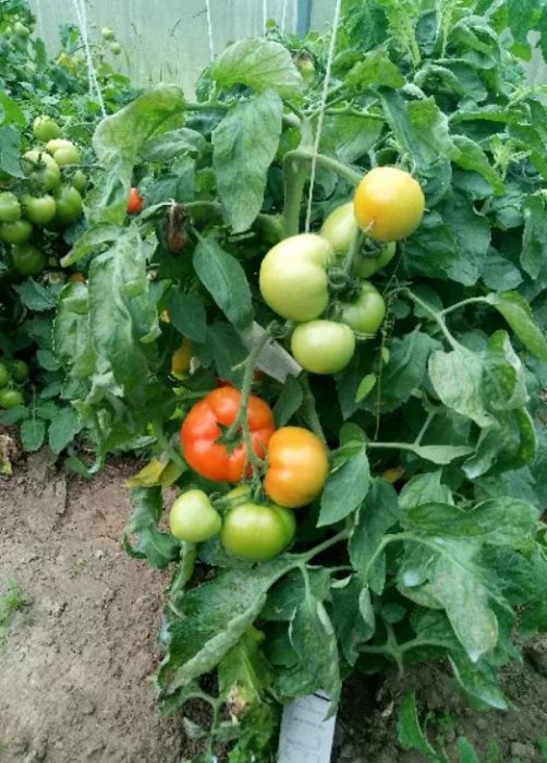 Mga prutas ng uri ng kamatis na Aphrodite