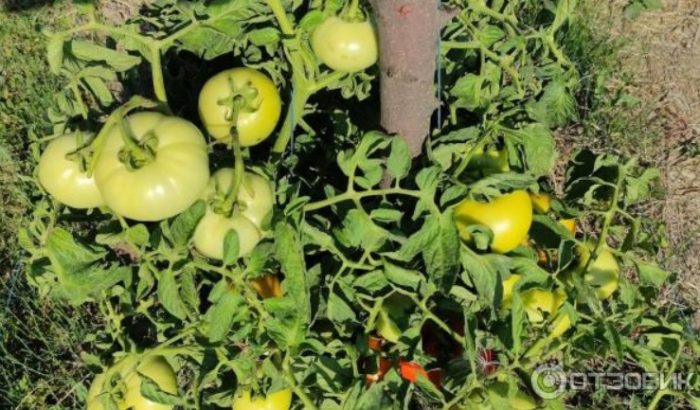 Pagsisimula sa bush ng kamatis