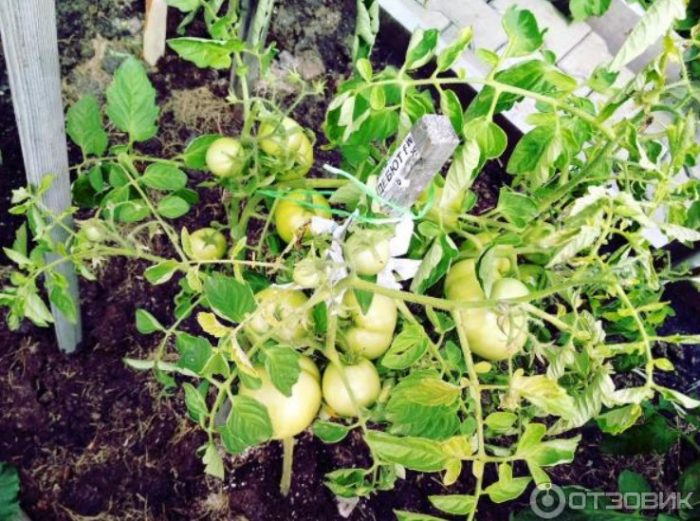 Mga Bush ng iba't ibang Debut