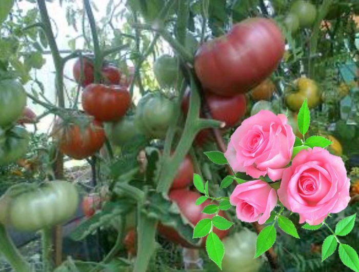 Uri ng Wild Rose