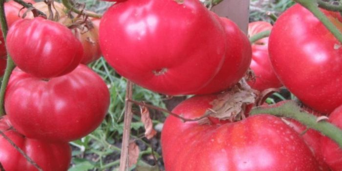 Mga hinog na kamatis ng uri ng Wild Rose