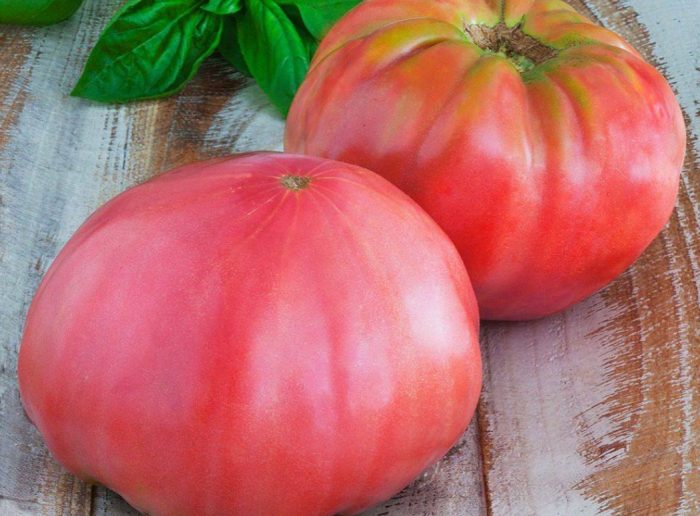 Uri ng kamatis na Fruit of the Wild Rose