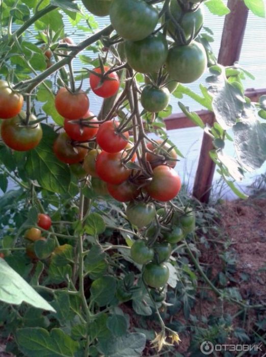 Mga kamatis na seresa na Thumbelina