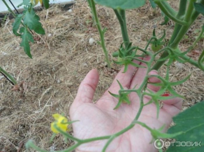 Namumulaklak na brush ng kamatis