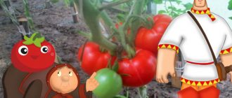 Mga palumpong ng iba't ibang kamatis na Alyosha Popovich