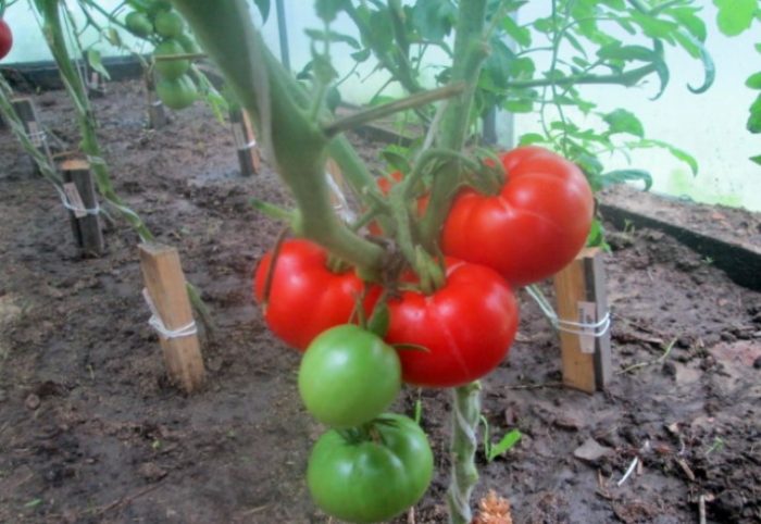 Tomato cultivar Alyosha Popovich