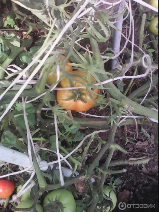 Pag-garnet ng mga palumpong at brush ng kamatis