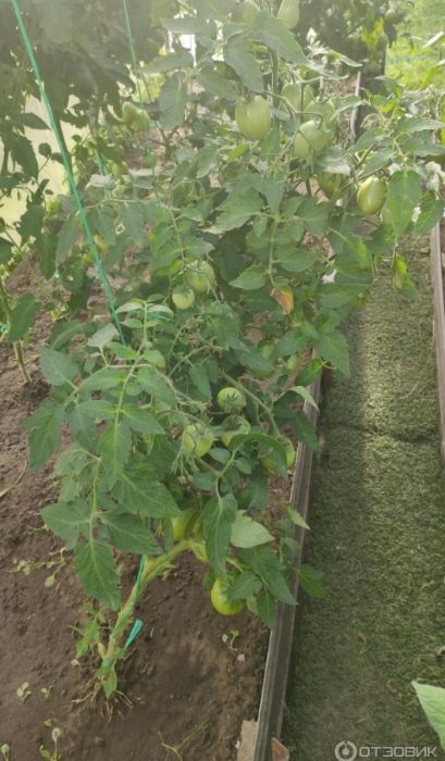 Mga palumpong ng kamatis sa lupa