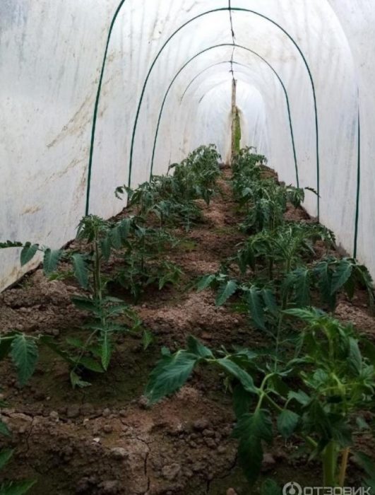 Mga punla ng kamatis sa isang greenhouse