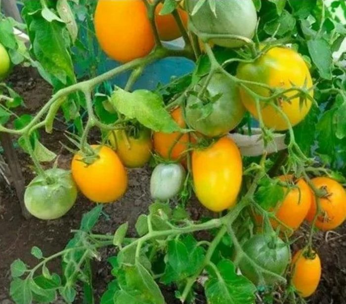 Isang palumpong na may mga bunga ng Buyan yellow variety