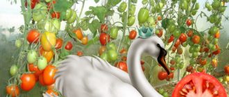 Сорт домати „Лебедова принцеса“
