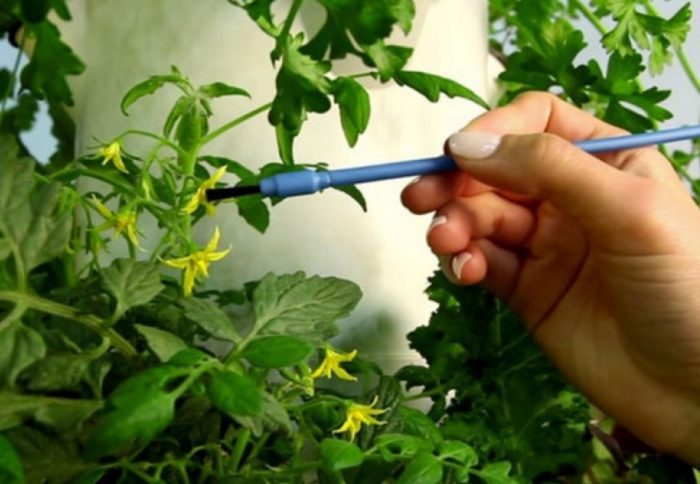 Pag-pollinate ng mga kamatis sa bahay