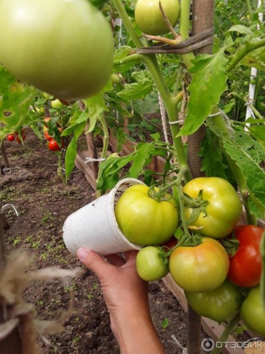 Sukat ng kamatis na Dubrava