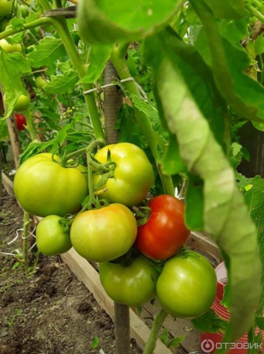 Mga kamatis na hinog sa palumpong