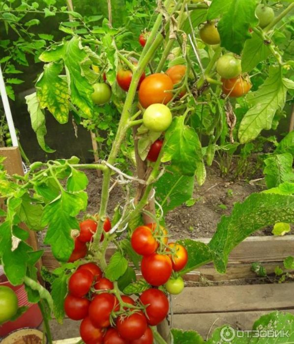 Isang palumpong ng uri ng kamatis na Dubrava