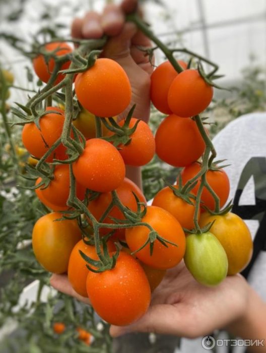 Paghahanap ng Ginto ng Kamatis