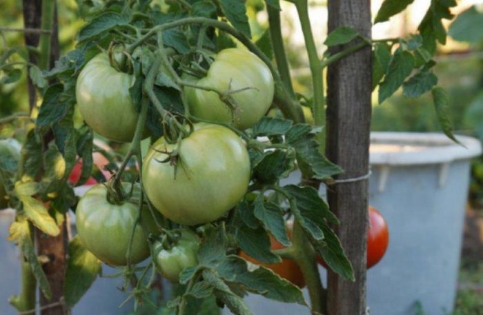 Mga berdeng prutas ng uri ng kamatis na King of Early