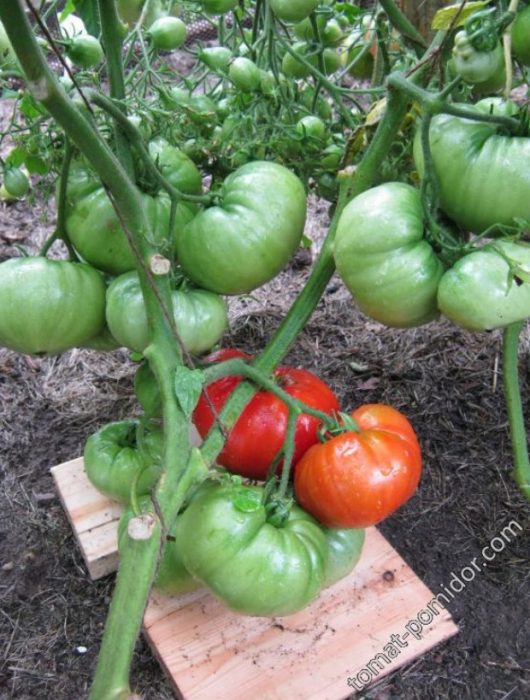 Mga pulang prutas ng King of Early variety