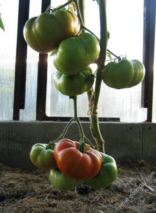 Mga prutas sa bush ng King of Early variety