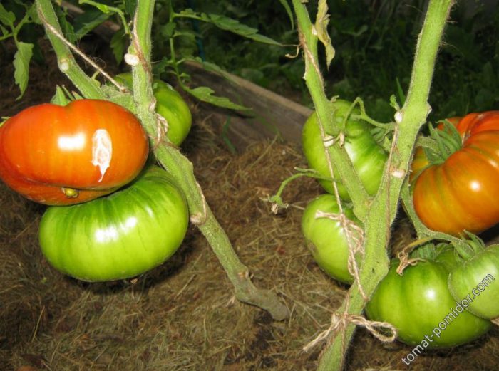 Malalaking prutas ng kamatis