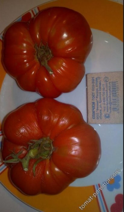 Mga hinog na kamatis ng King of Early variety