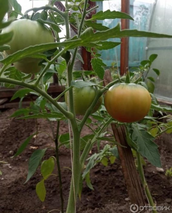Mga prutas sa bush ng King of Early variety