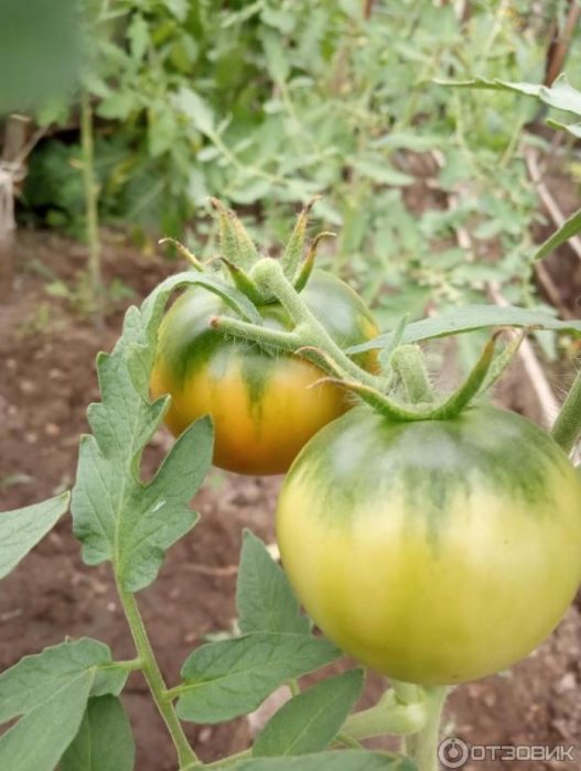 Unti-unting pamumula ng mga kamatis
