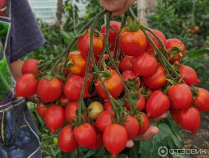 Mga hinog na prutas ng uri ng Cupidon mula sa Gardens of Russia
